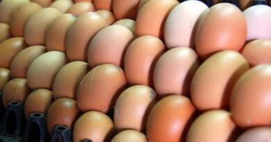 High Foreign Exchange Rate Driving Up Price of Eggs