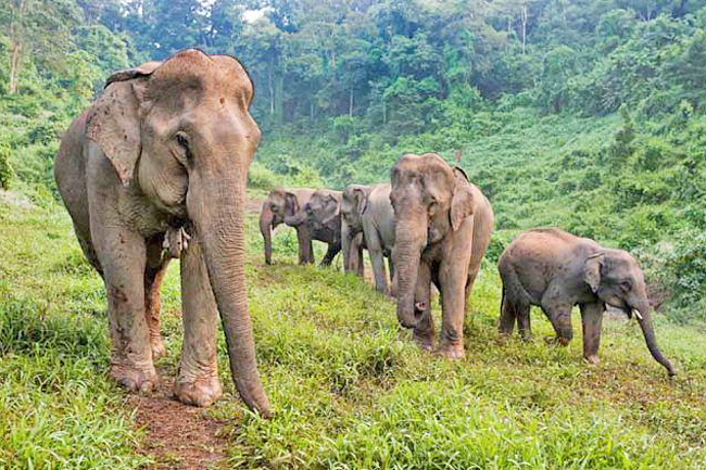 WWF-Laos to Prioritise Elephant Conservation