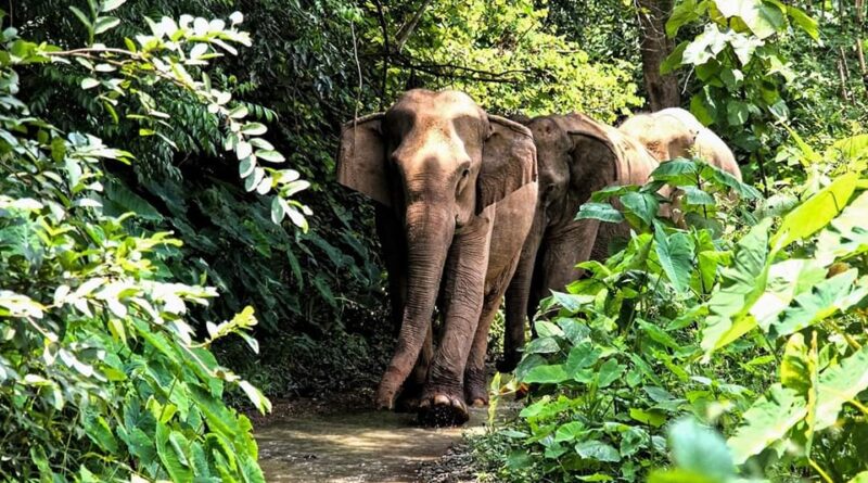 Better Future in Store for Laos’ Elephants