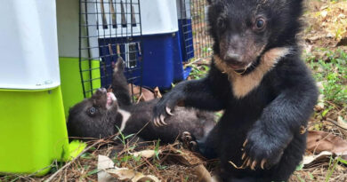 16 Undernourished Bear Cubs Rescued in Vientiane
