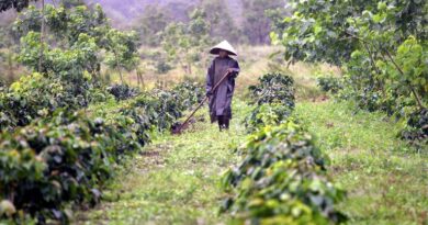 Challenges Faced by Lao Coffee Growers: Labor Shortage and High Inflation