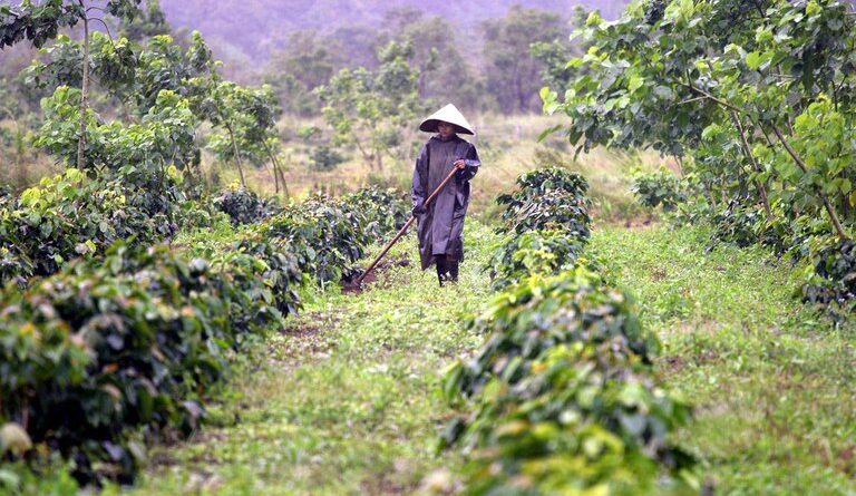 Challenges Faced by Lao Coffee Growers: Labor Shortage and High Inflation
