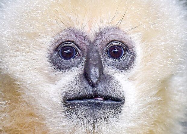 Police Arrest Lao Man in Killing of Endangered White-Cheeked Gibbon